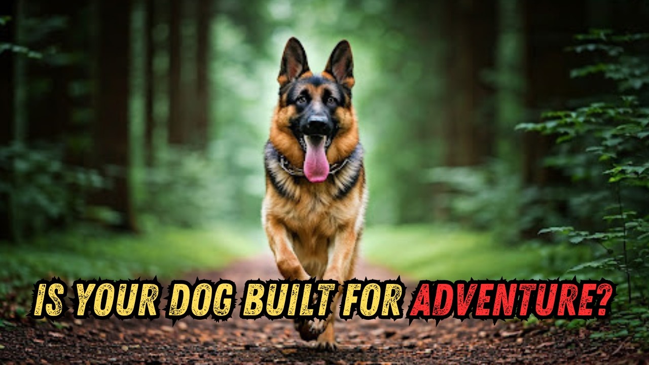 Top 10 Ultimate Dogs for Outdoor Adventures! 🌲🐕