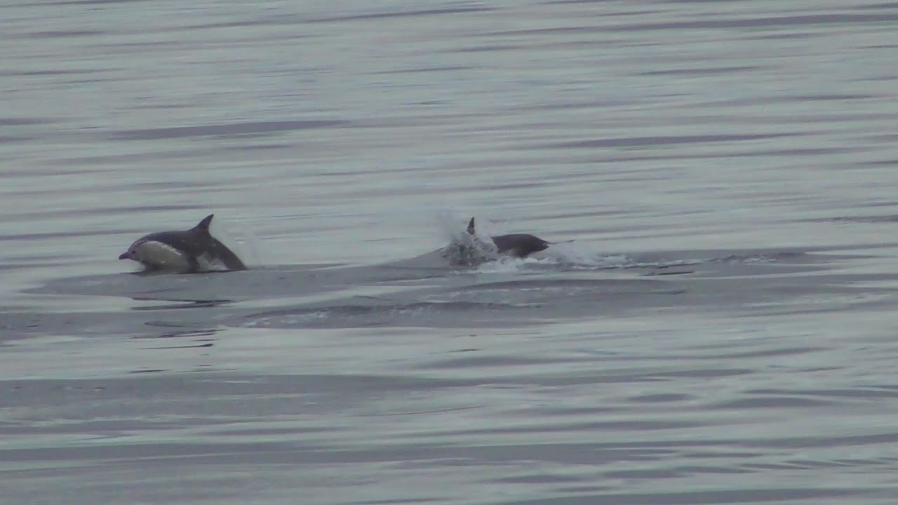 CalMac ferry: Uig (Skye) → Lochmaddy (North Uist), incl. dolphins [July 2018]