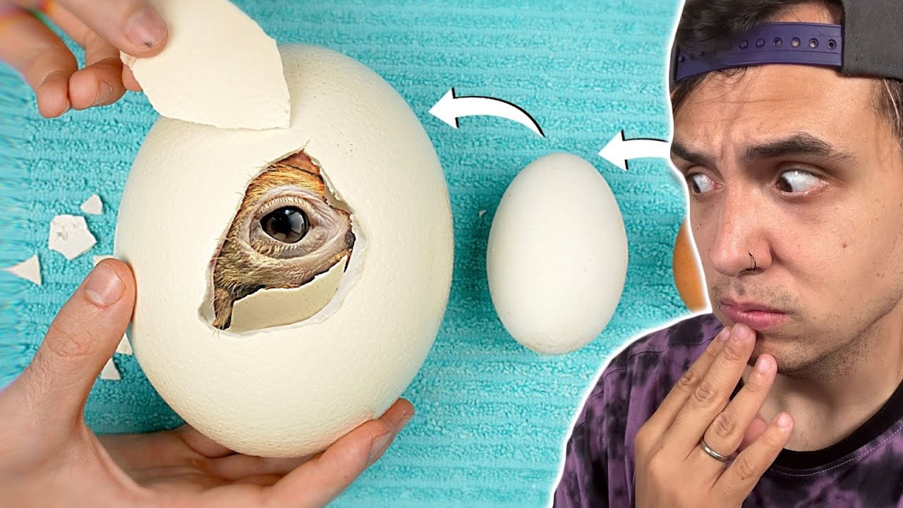 Incubé los Huevos Más Grandes y Más Pequeños del Mundo ! Chocoblox Reacciona