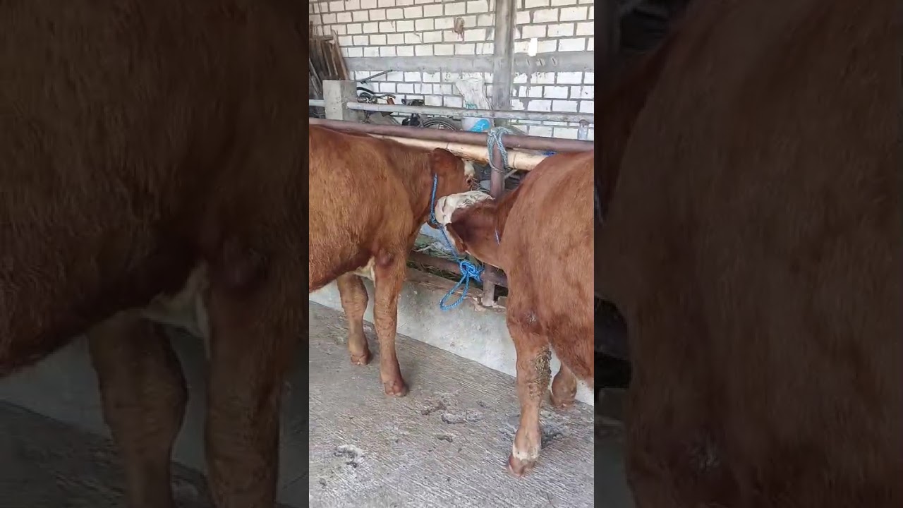 12 JUTA‼️WA: 0857 3058 2820