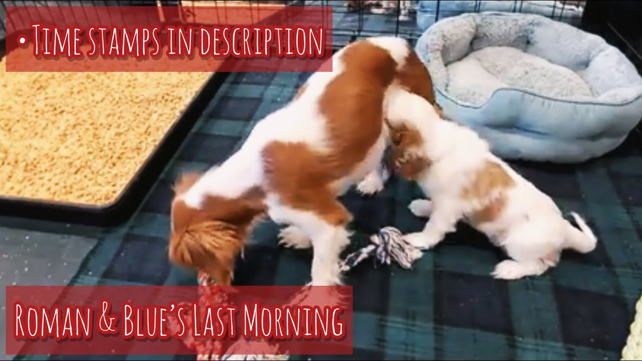 Roman and Blue's Last Morning Before Going Home: timestamps
