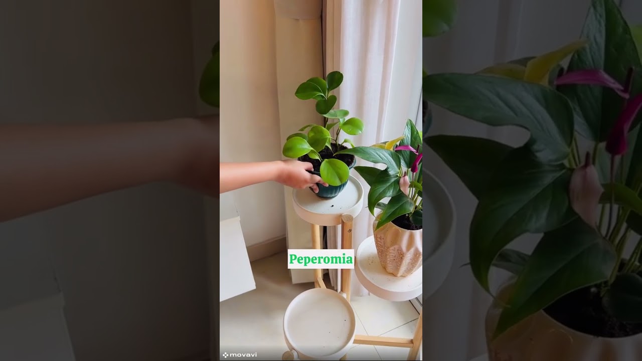 Home Decor Indore plants | Top Easy Maintenance Indoor Plants | Perfect for Beginners