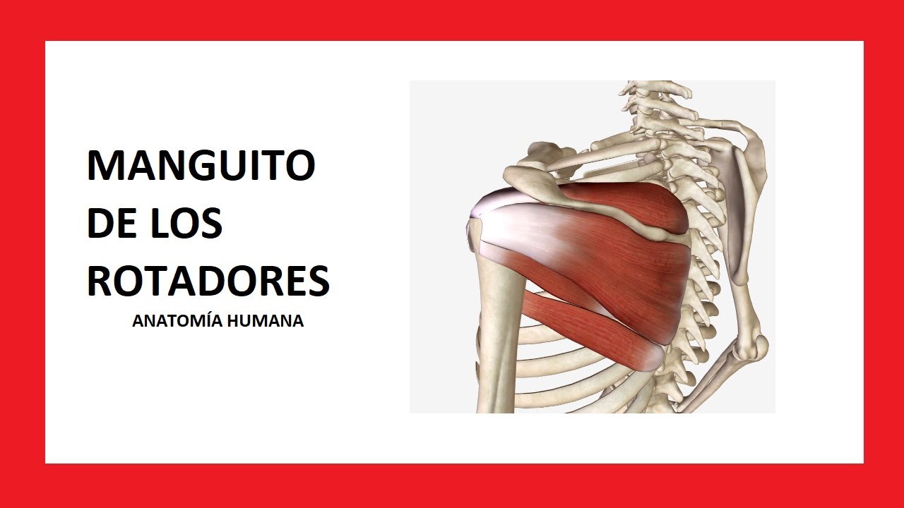 Músculos del MANGUITO DE LOS ROTADORES - Anatomía Humana