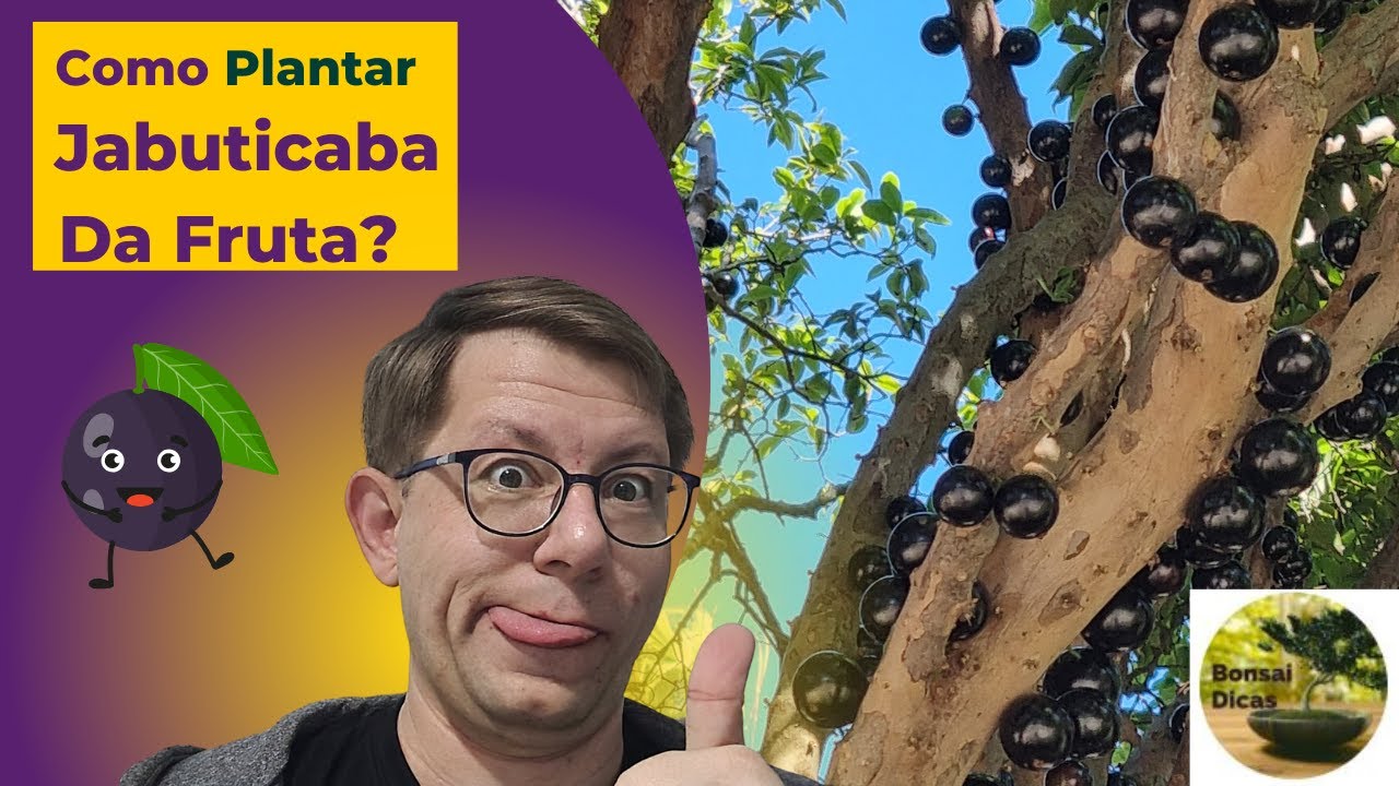 Fácil - Como Plantar Jabuticaba de Sementes