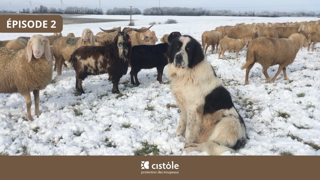 Transhumance hivernale⎪Brebis Bergamasques et Bergers de Bucovine (2/3)