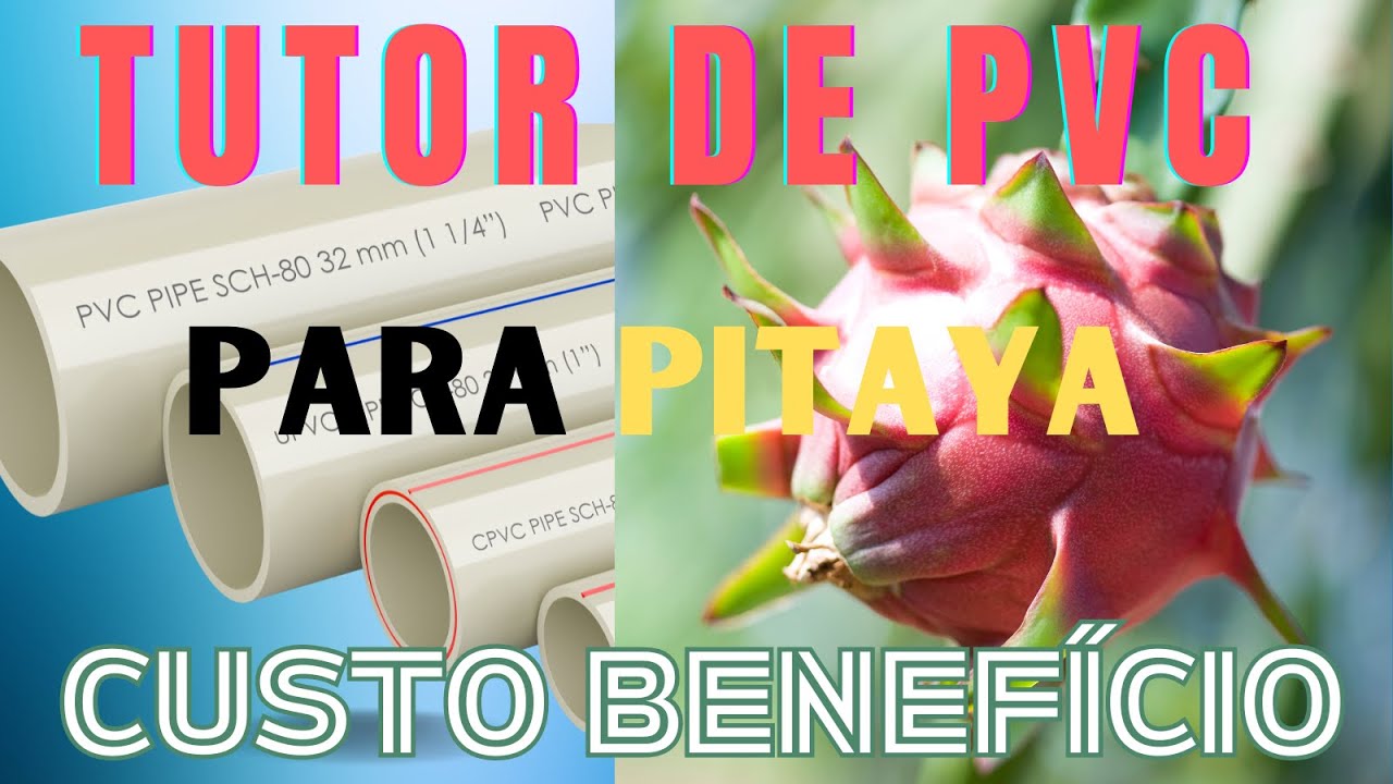 PITAYAS EM FOCO:  IDÉIAS PARA CULTIVO  EM VASOS EM LOCAIS COM POUCO ESPAÇO USANDO O TUTOR IDEAL
