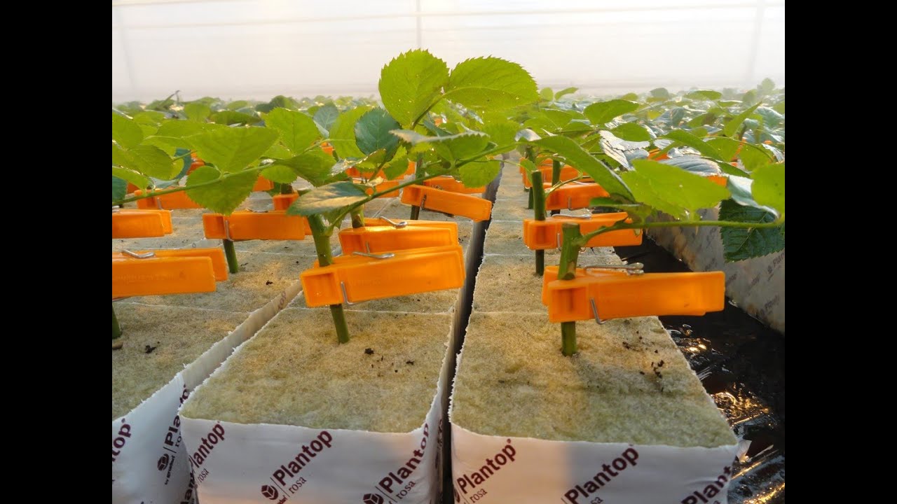 ROSE GRAFTING (GÜLLERDE AŞI İLE ÇOĞALTMA)