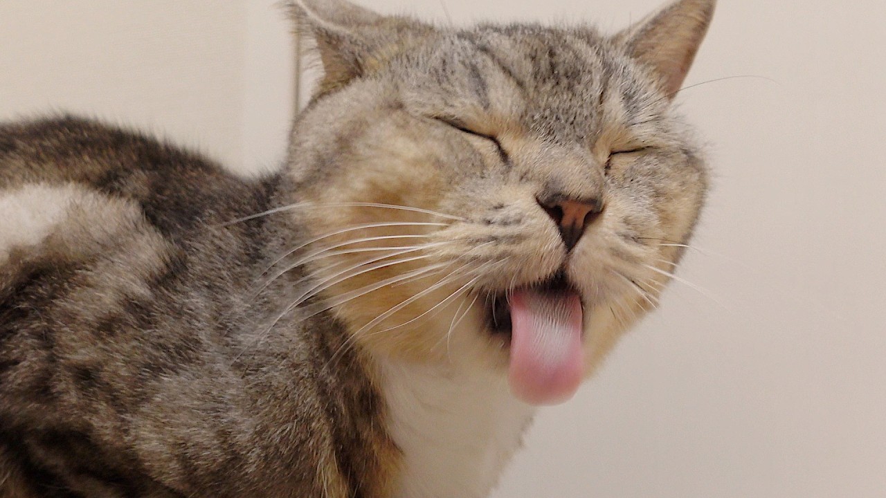 薬が苦くてペロペロが止まらない猫。