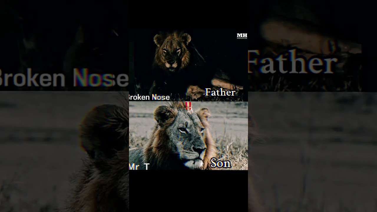 MrT and Kinkytail and their fathers #mapogo #lion #lionnation #bigcats #lionking #animalst #wildlife