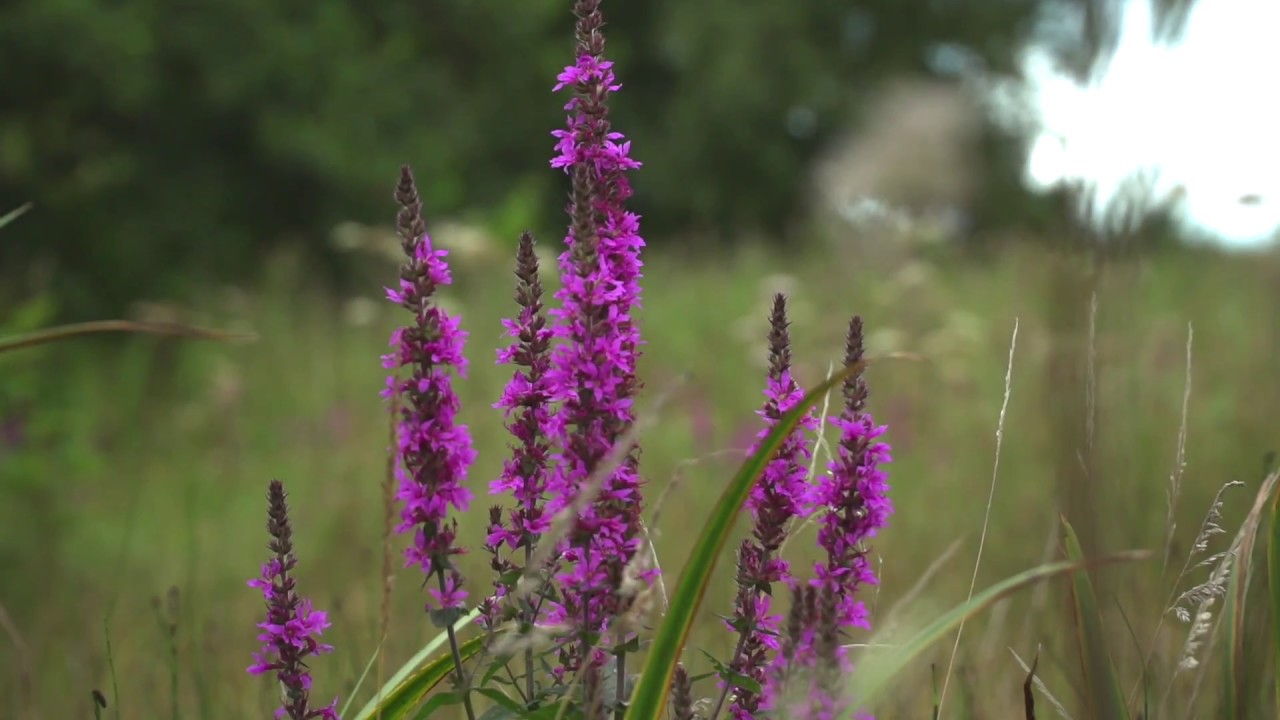 How Councils Can Support the Pollinator Plan