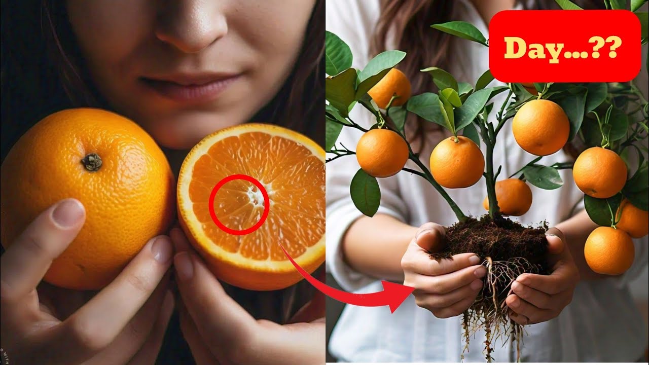 Is Growing an Orange Tree from Seed Worth the Wait?
