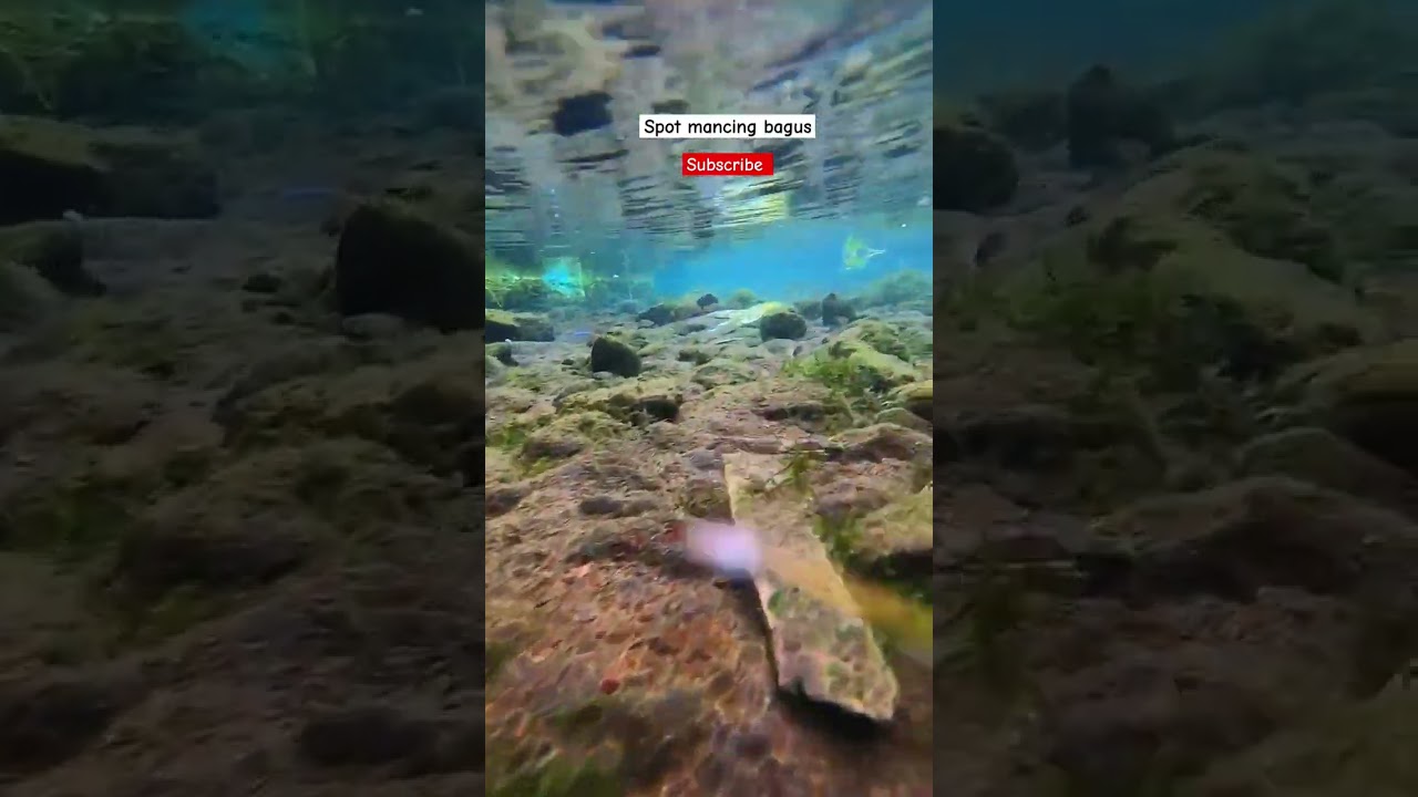 Spot ikan wader 😁#mancing