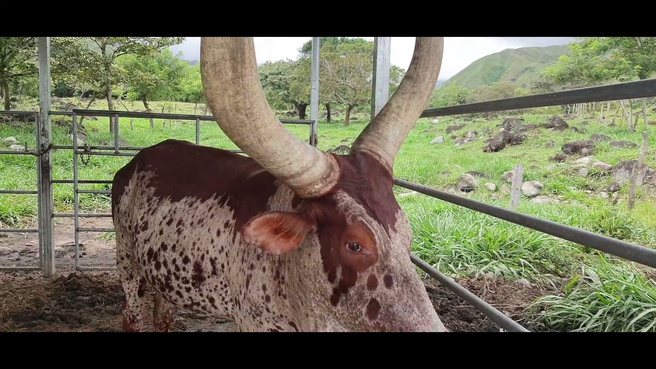Visitando Finca Ujarr&aacute;s, Buenos Aires de Puntarenas