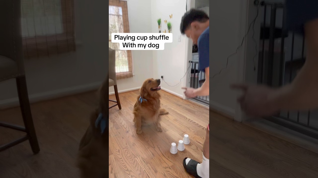 Playing cup shuffle with my dog 