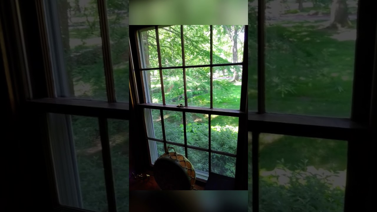 #hummingbird #lifeisbutadream