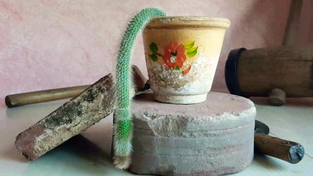 Cola de Mono-Hildewintera, colademononis.