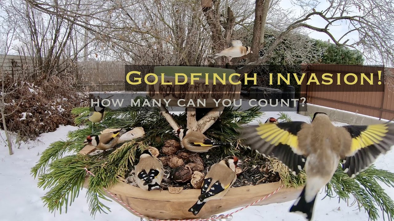 26 minutes of Goldfinch madness - in 4K