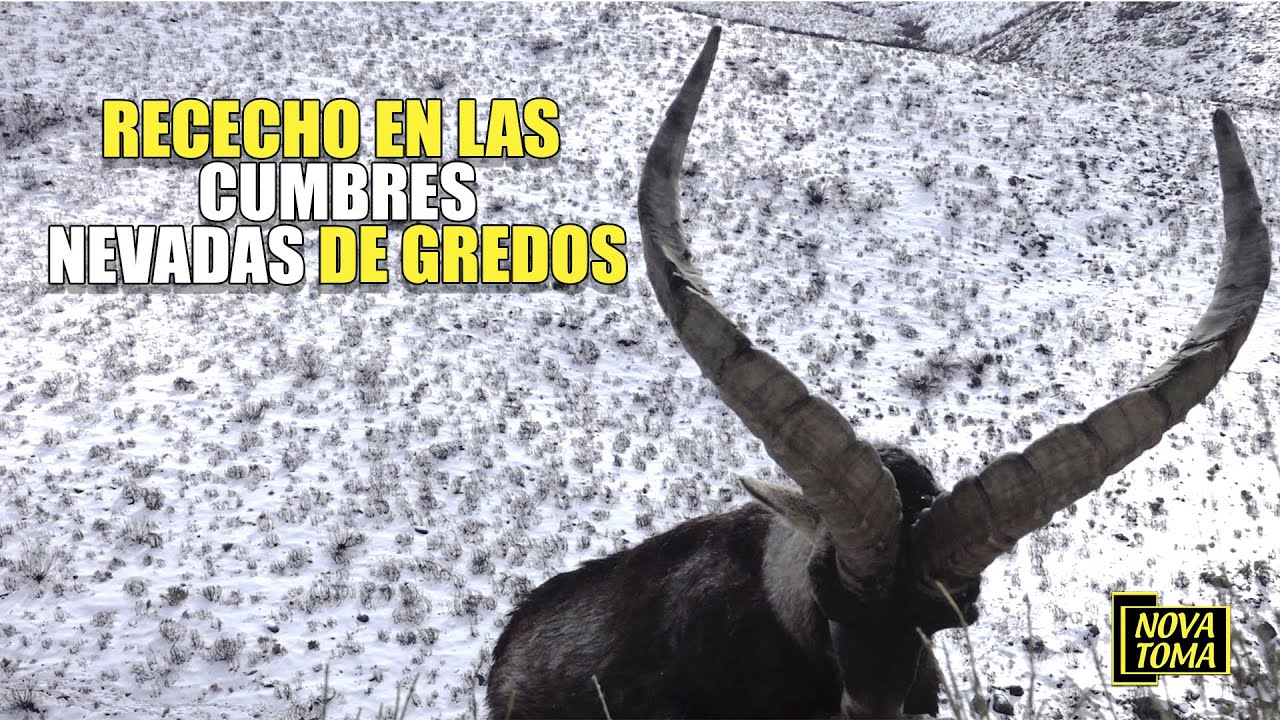 Rececho en las cumbres nevadas de Gredos