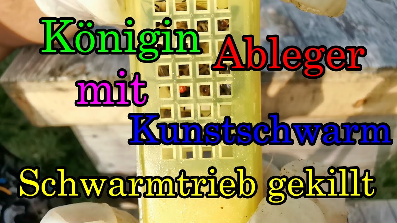 Kunstschwarm Bilden Schwarmlust Killen Königin Ableger