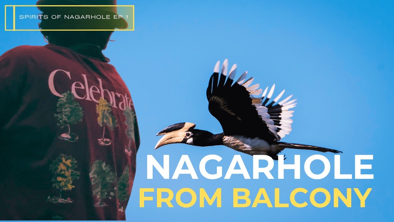 Healing Soundscape of Nagarhole forest | Nature Sound Healing | Dawn Chorus of Birds of Western Ghat