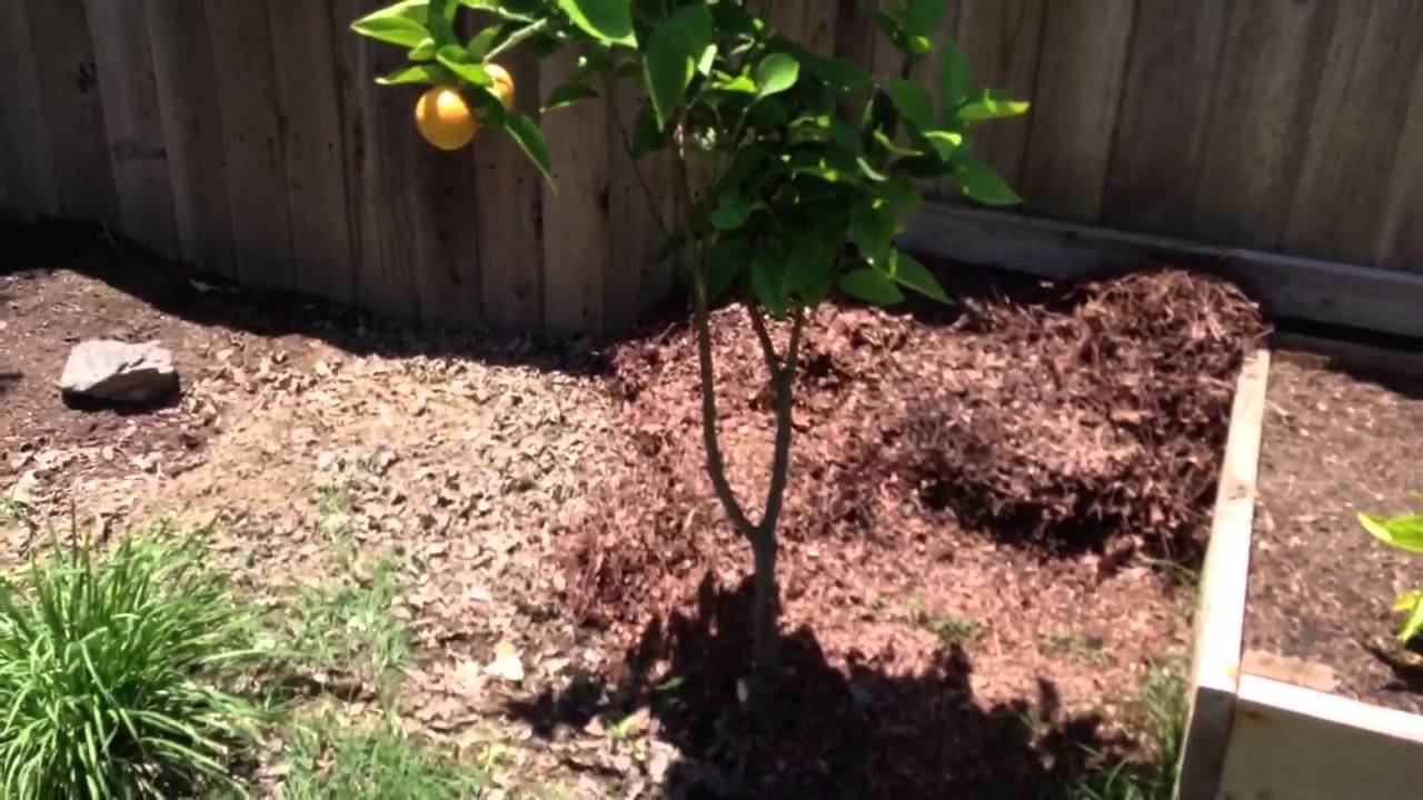 Pruning Page Mandarin & Meyer Lemon trees 1