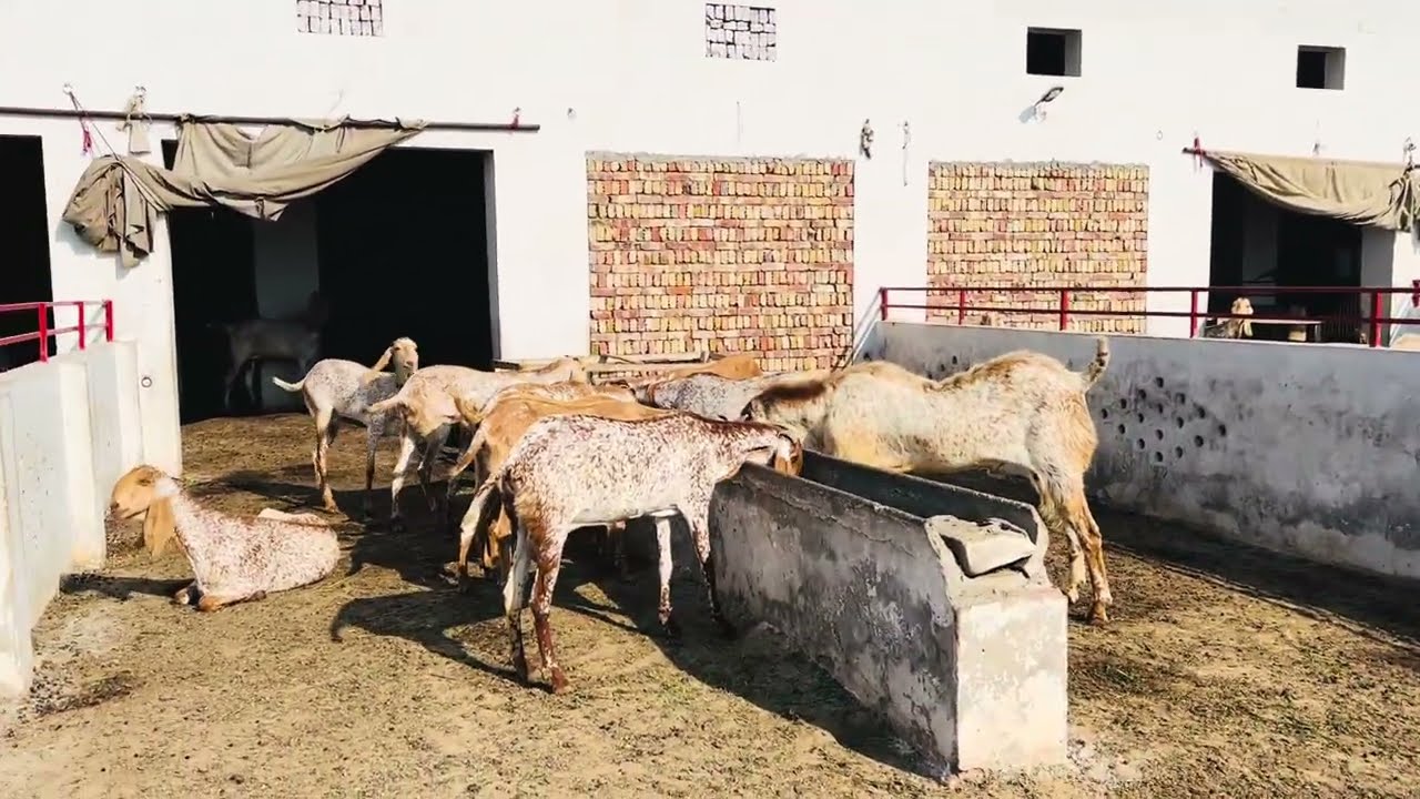 Aaja Ki Nai video