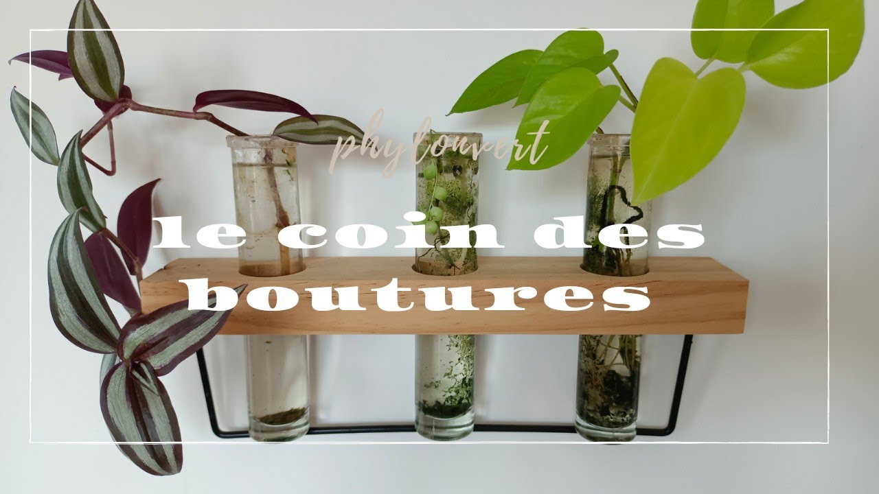 Le tour des boutures 🌱