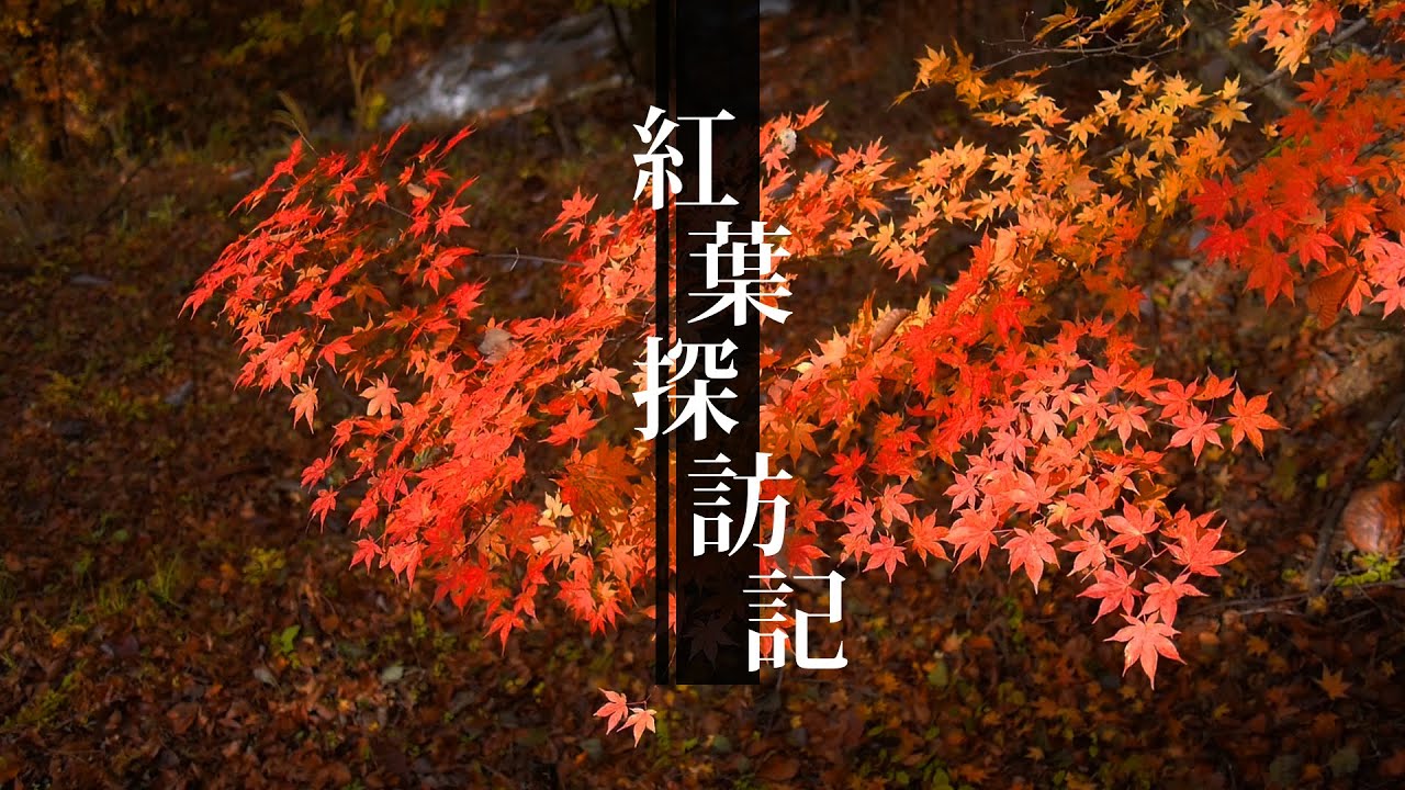 WR250R 紅葉探訪記2014