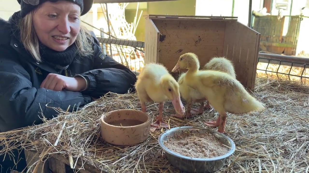 Day 19 with our 4 runner duck ducklings