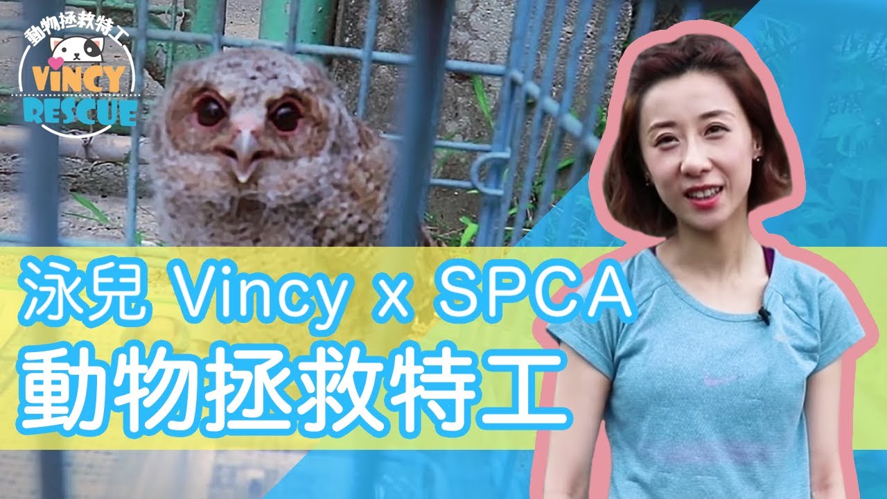 泳兒 Vincy  x SPCA -  動物拯救特工