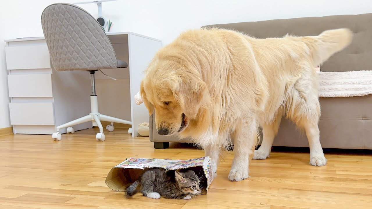 What Does a Golden Retriever do When It Finds a Tiny Kitten in a Box