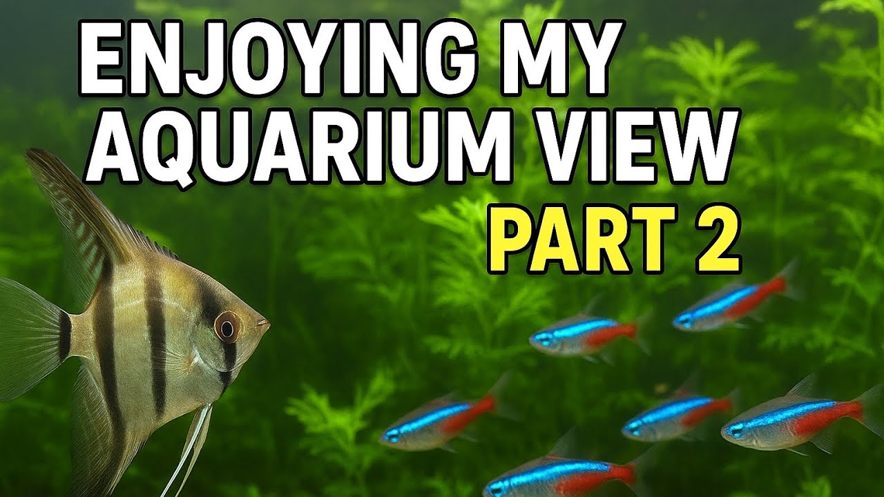 Relaxing Aquarium View with Angelfish & Neon Tetras 🐠✨ | Part 2