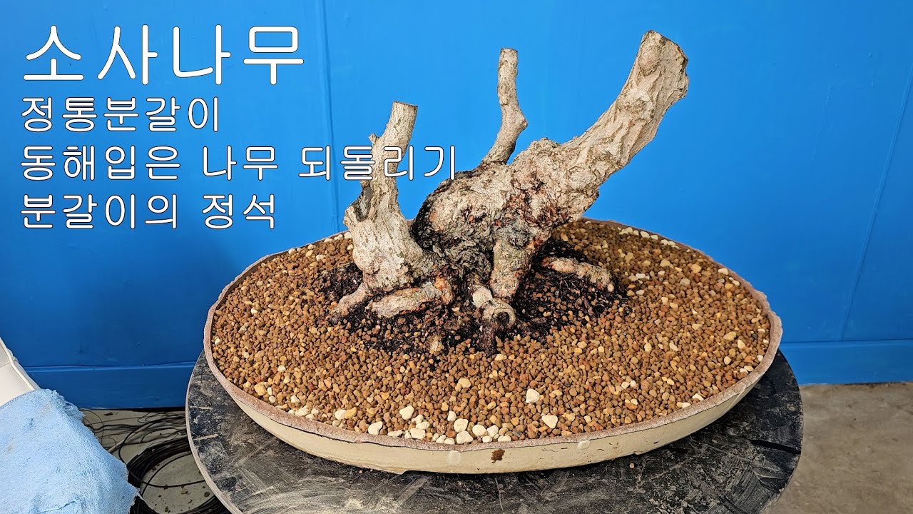 [4K] 소사나무 | 정통분갈이 | 동해입은 나무 되돌리기 | 분갈이의 정석 | 분재 | BONSAI | Korean hornbeam