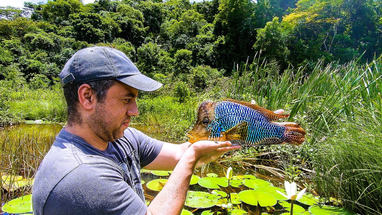 IMPRESSIONANTE o PEIXE SELVAGEM EXÓTICO que Peguei na LAGOA e LEVEI Para O AQUÁRIO!