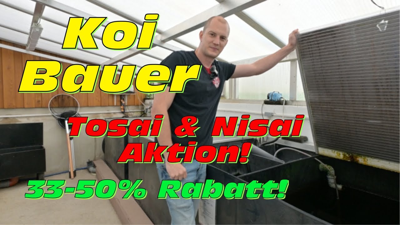 Koi Bauer! Große Tosai & Nisai Aktion mit 33-50% Rabatt!