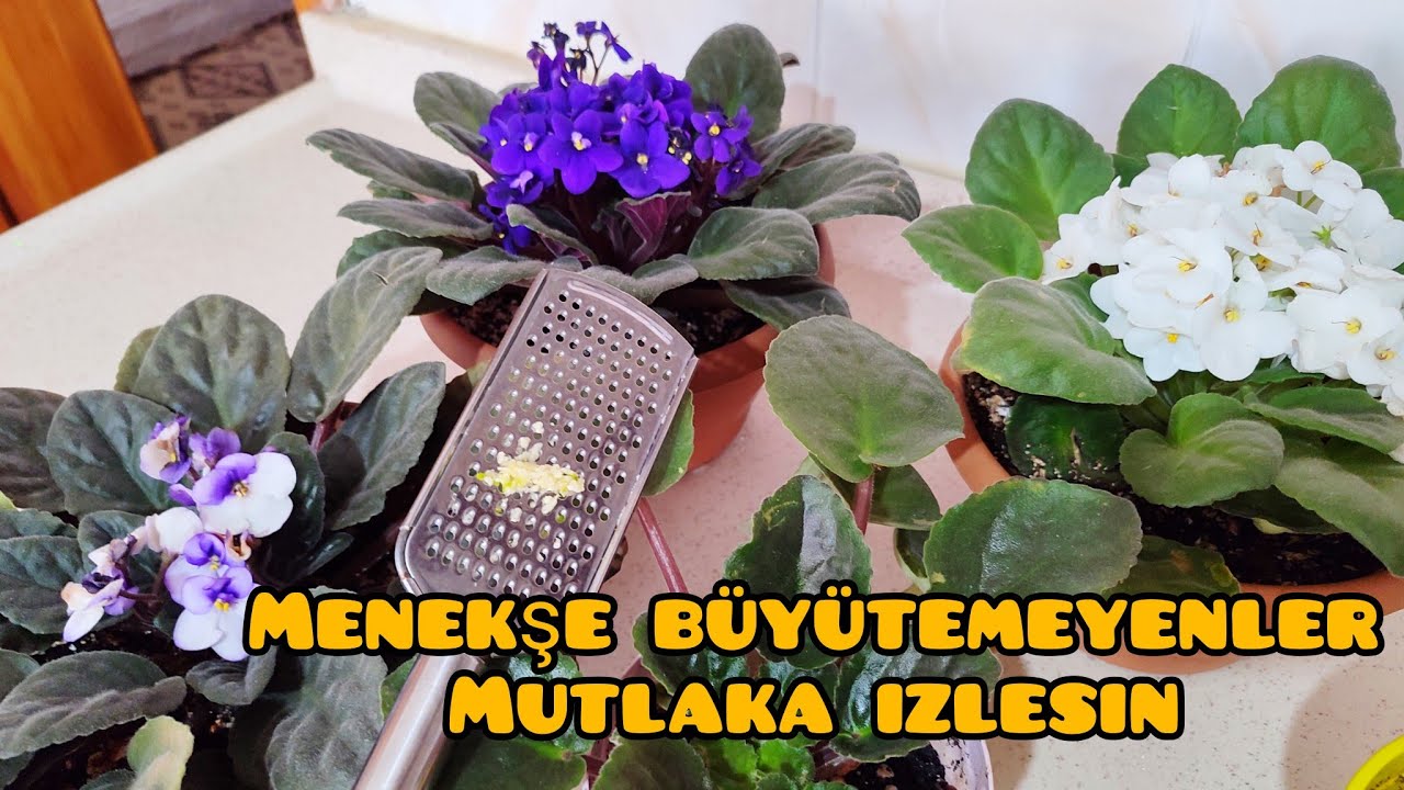 Menekşelerinizi Bununla Coşturun Bol Çiçek Açsın  Yaprakkarı Canlı Sert Olsun #menekşebakımı