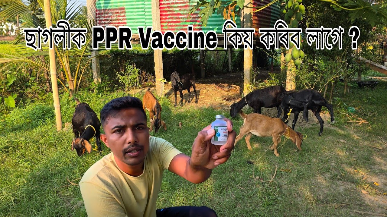 ছাগলীক P.P.R Vaccine কিয় কৰিব লাগে ? 