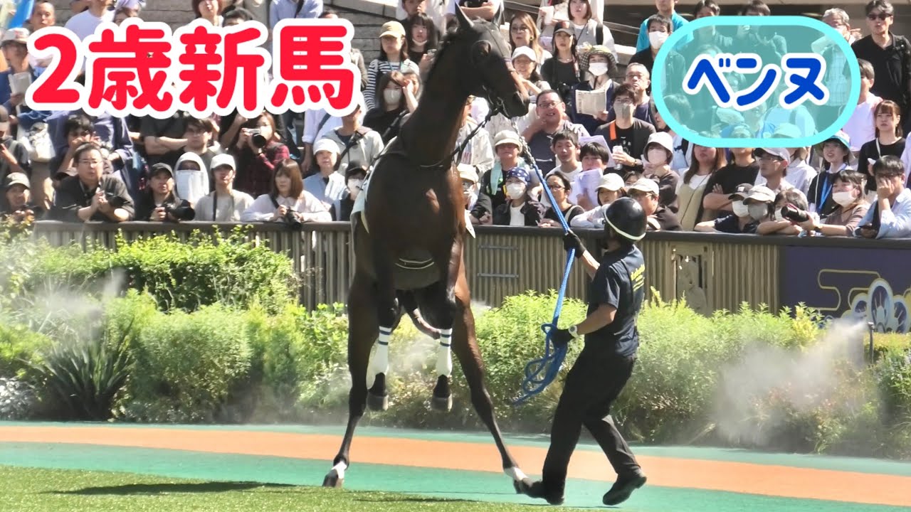 前を歩く栗毛の美女ブルジョアちゃんに興奮が止まらないベンヌ