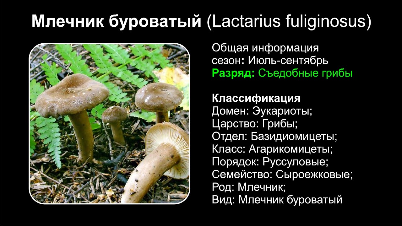 Млечник буроватый (Lactarius fuliginosus)