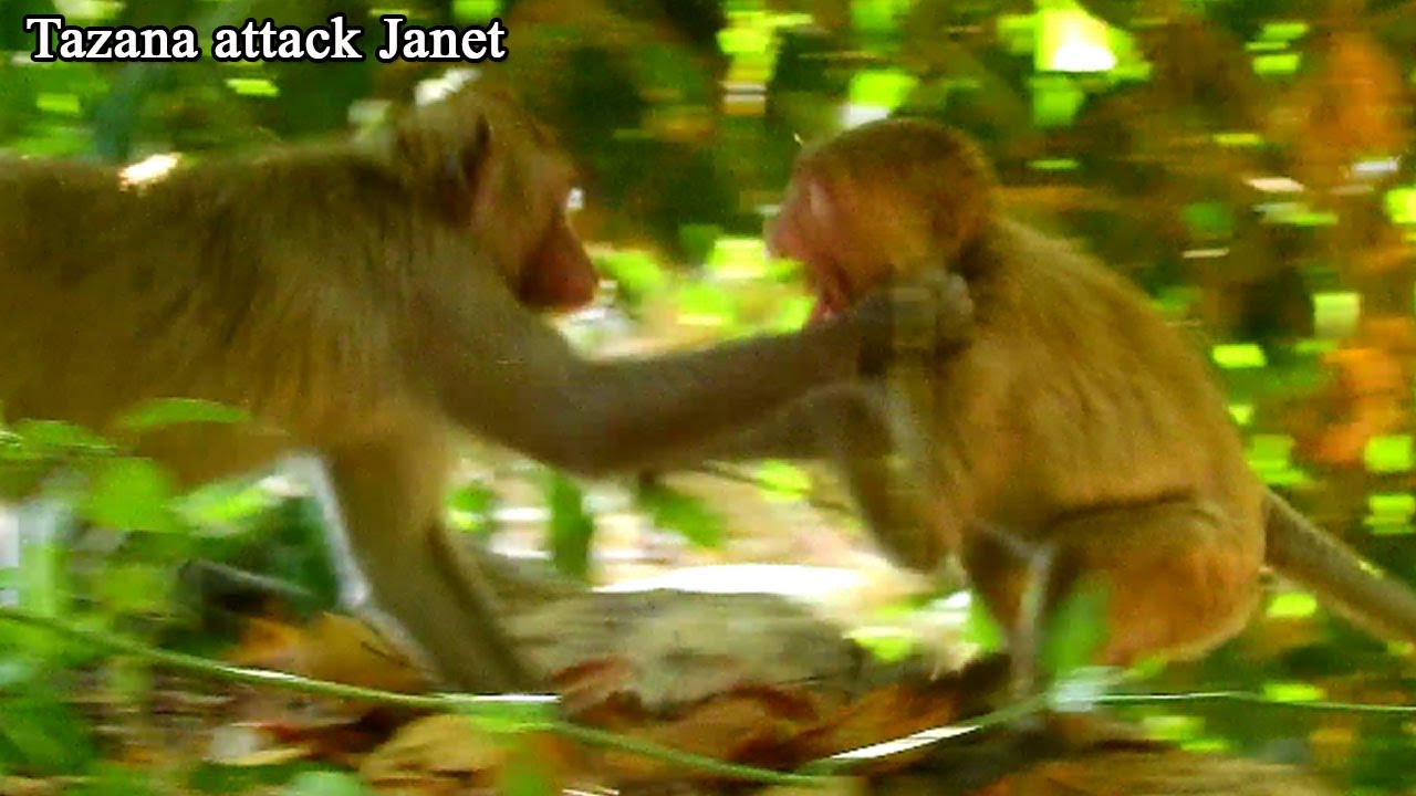 Tazana attack to Janet cry seriously and Janet has bumper by mom try attack Tazana back