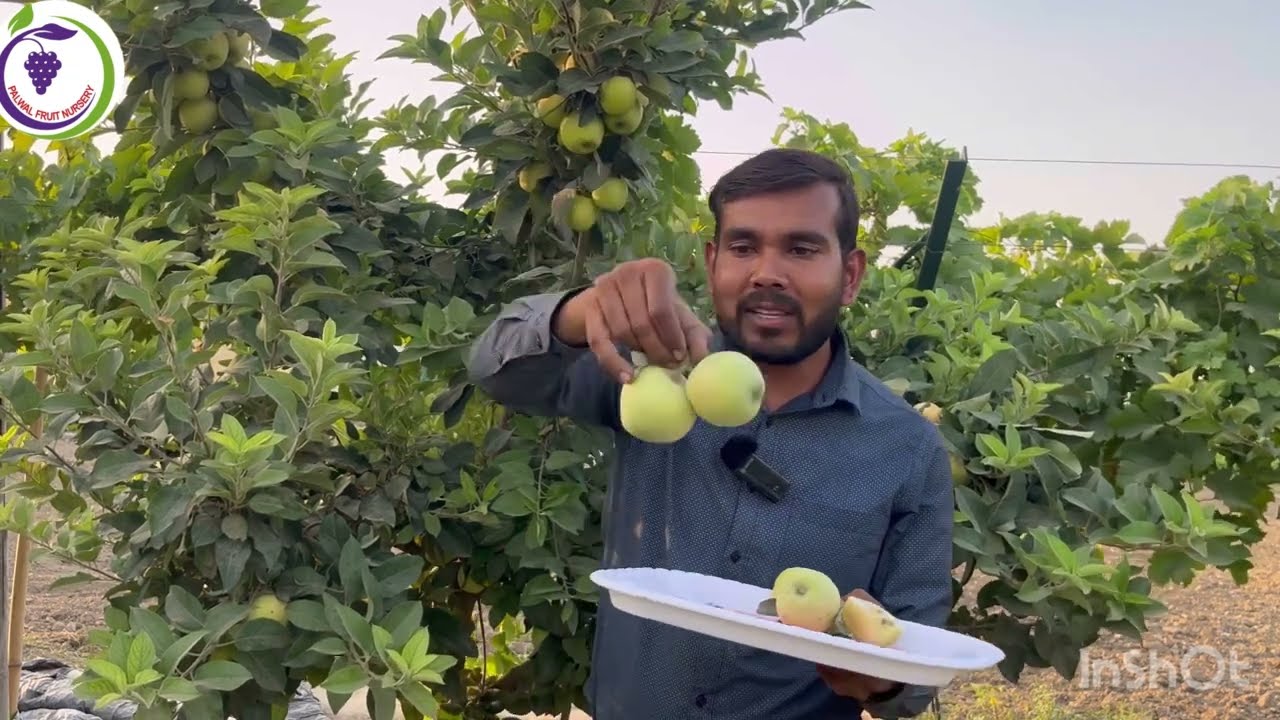 गर्म एरिया में सेब कि खेती, अन्ना सेब की खेती (Anna Apple, 🍏 hot climate apple 🍏)