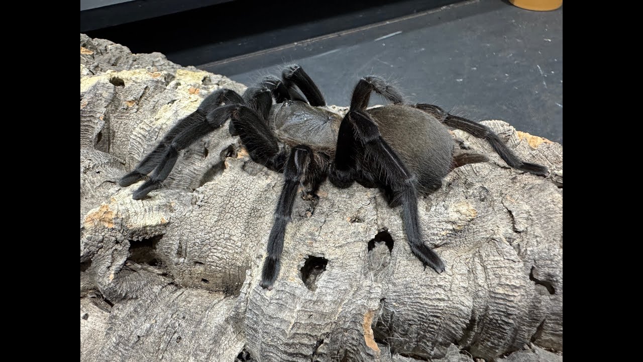Chilobrachys sp  Kaeng Krachan, Giant Dark Earth Tiger  rehouse and care