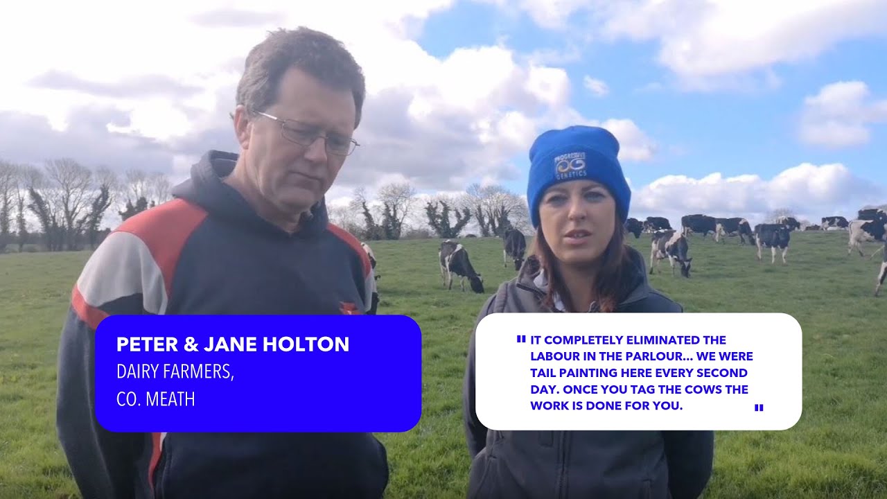 Moocall HEAT in a dairy herd - Jane and Peter Holton
