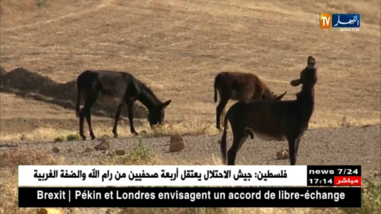 سوق أهراس: سكان المعبر الحدودي بأولاد مومن يتزودون بمياه الواد عن طريق الحمير