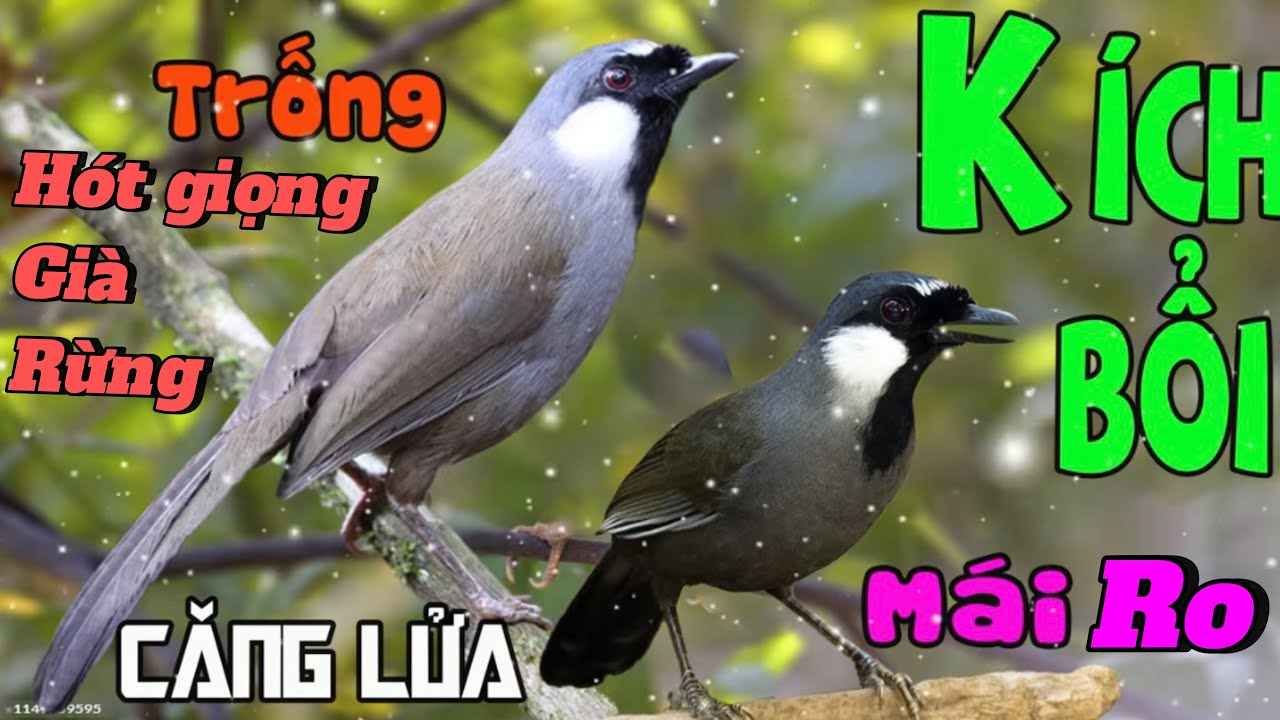 Khướu bạc má hót giọng rừng kèm theo tiếng mái ro ro.kích bổi hót căng mỗi ngày