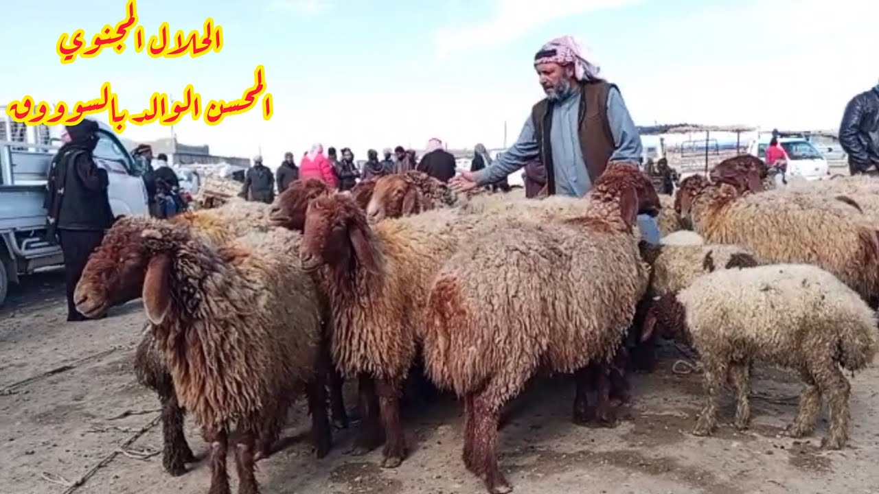 سوق الحدادية اليوم 2026/2/25 ربج الدلال ابو علي والسيد وحركة #المجنوي #السوق #طيب 