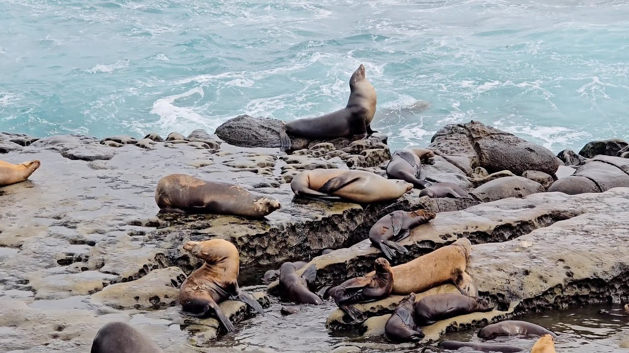 🌊🌞Cute and Funny Sea Lions  La Jolla | Amazing Nature | San-Diego California USA | pr 25