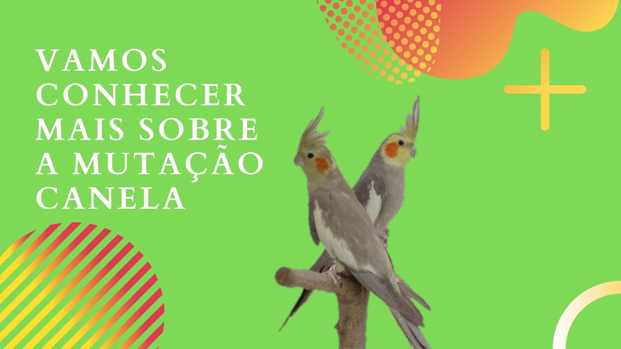 Vamos conhecer mais sobre a mutação Canela.