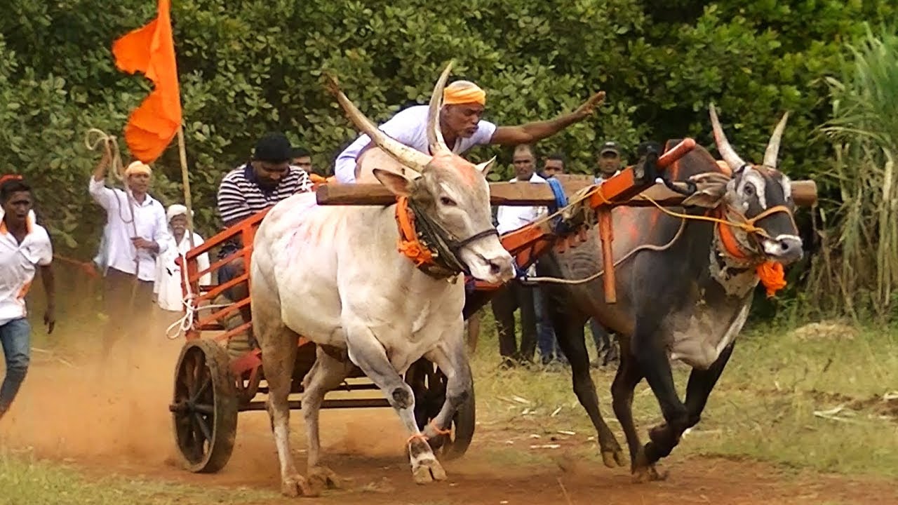 Powerful Belgaum bulls running in Vaghwade bullock cart race