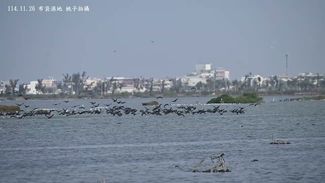 114 11 26布袋濕地冬候鳥樂園